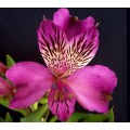 Alstroemeria - Purple (SA) (bunch of 10 stems)